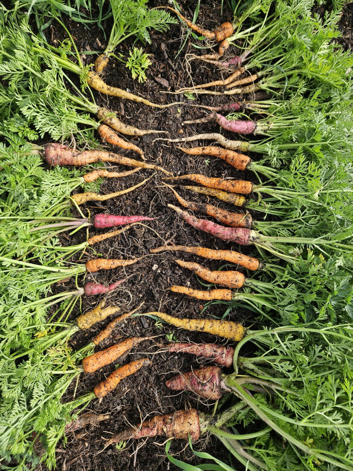 My first ever carrot harvest
