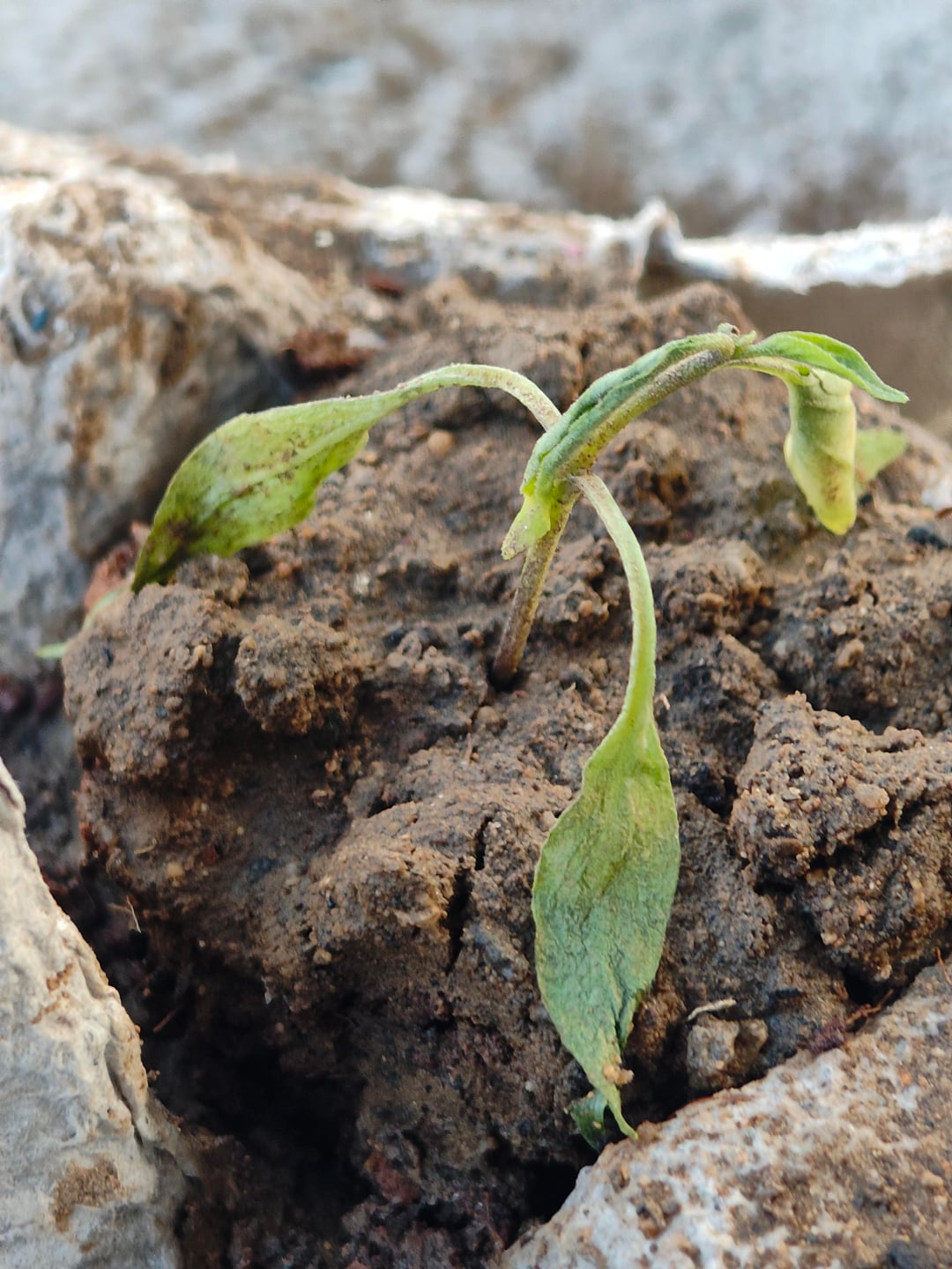 Is the chilli plant dead? - Dining and Cooking