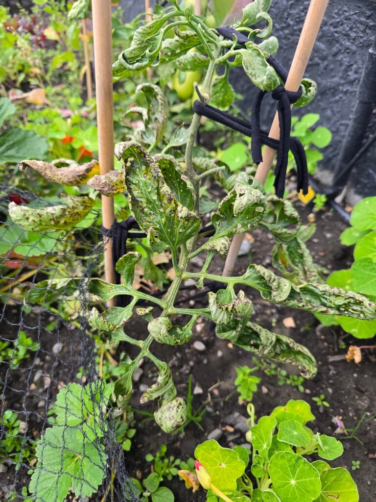 Tomato SOS Tomato SOS