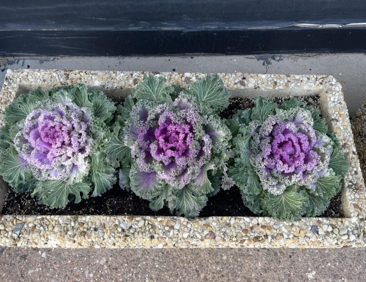 What kind of greens are these?