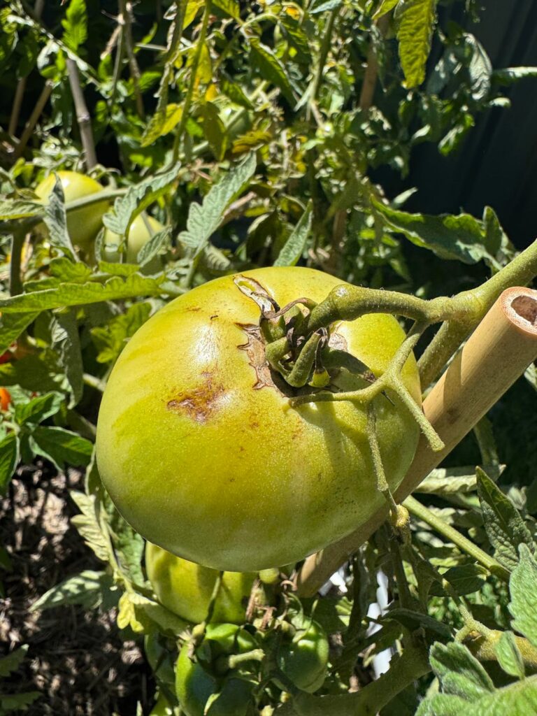Black marks on Tomatoes