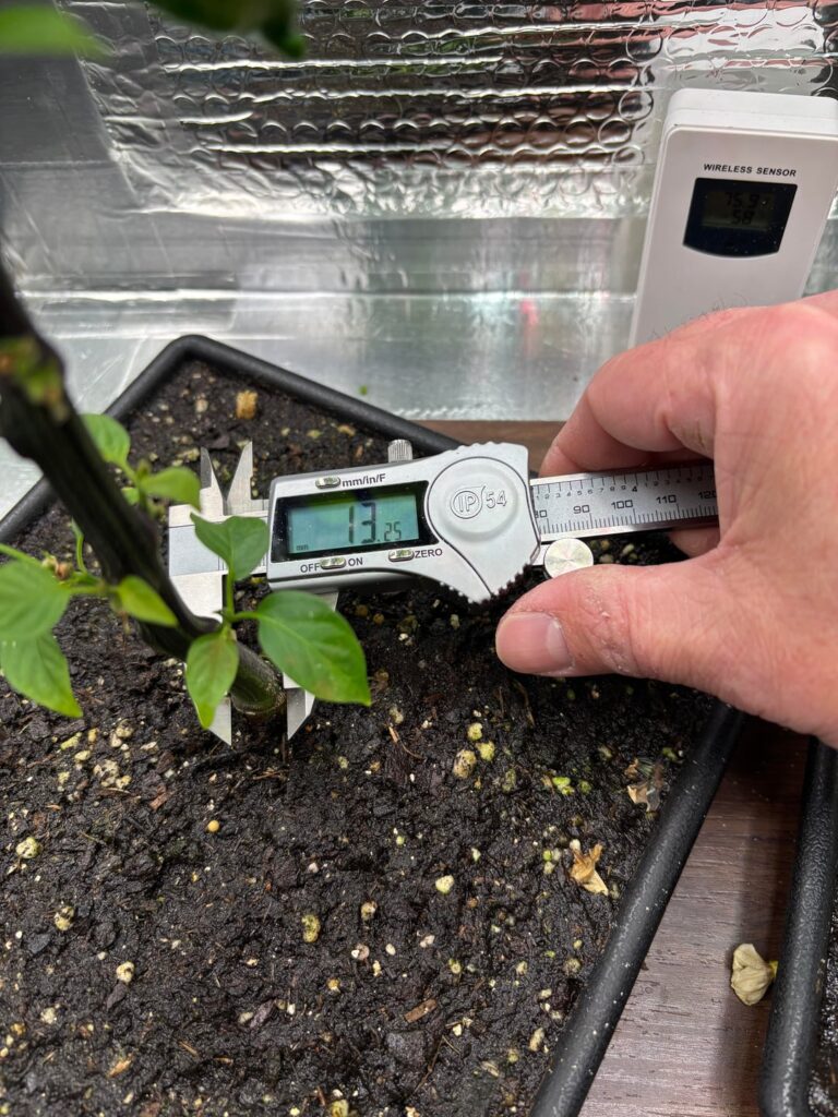 Jimmy peppers in drainless 1L soil day 67