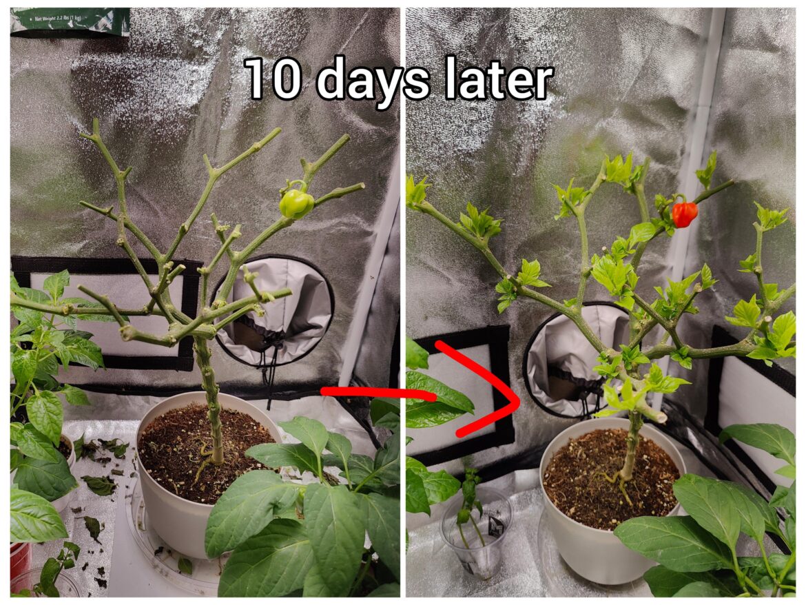 My indoor habanero is alive. It was too big so i chopped it to start again. (Not overwintering)