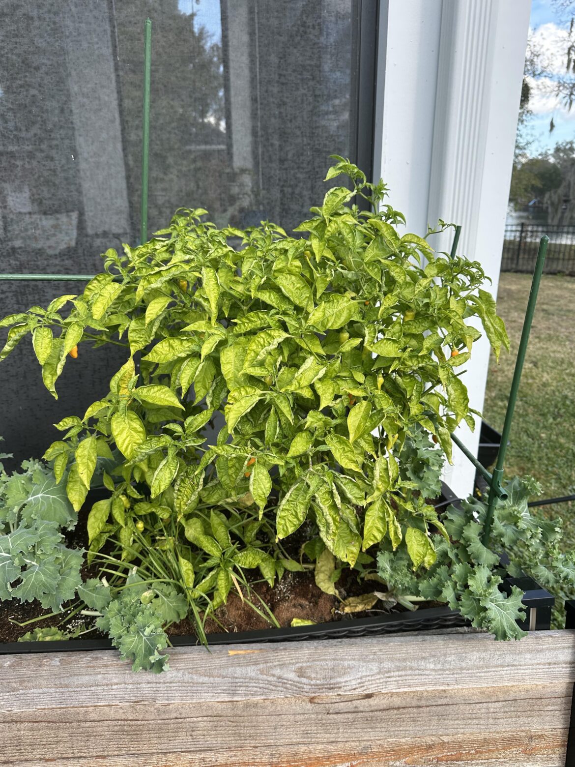 Propagating Datil Pepper Plant? Propagating Datil Pepper Plant?