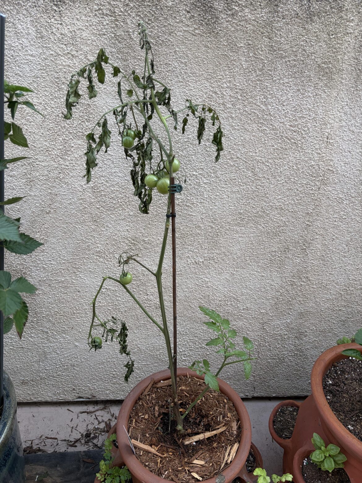 Zone 10a, Los Angeles CA area, soil consistently moist, what happened?