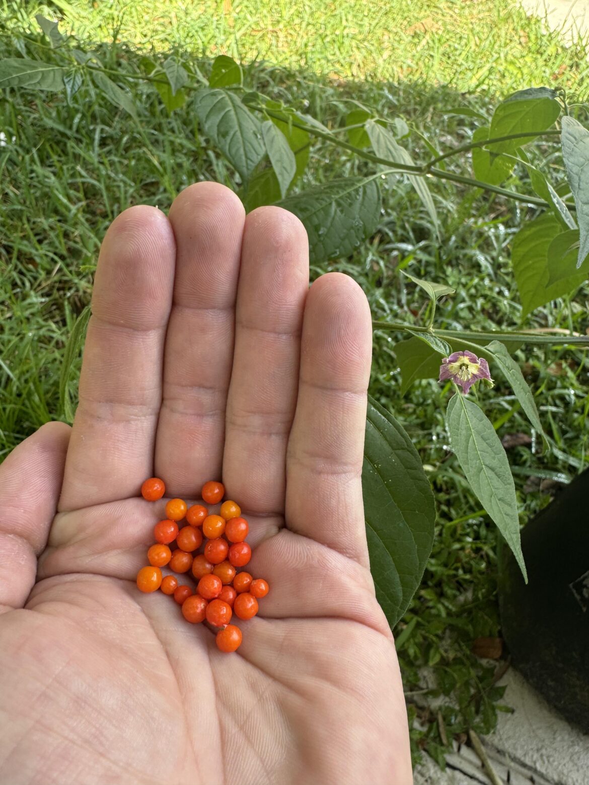 C. Praetermissum harvest