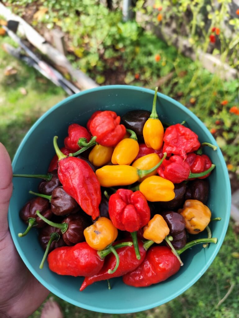 Today's harvest zone 10b
