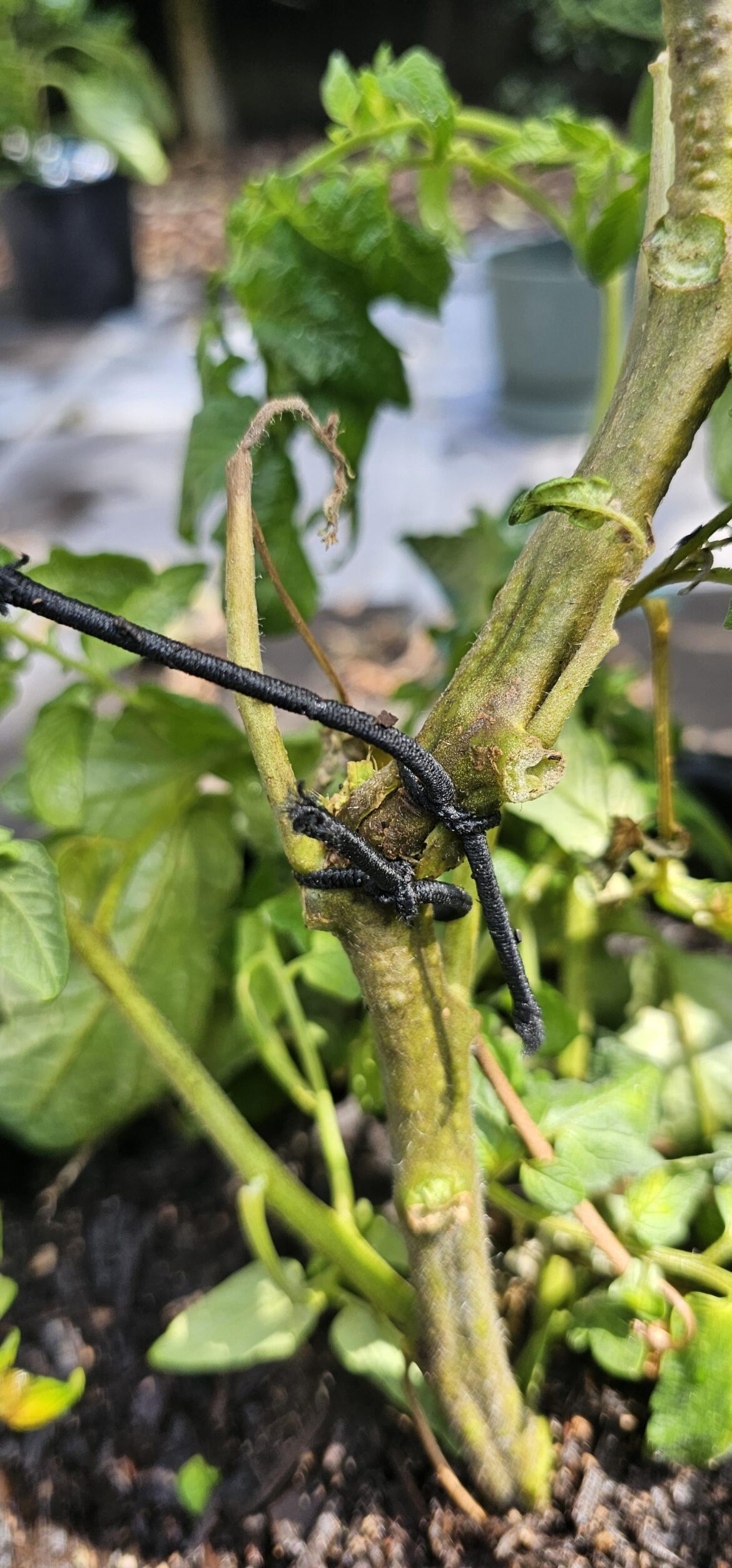 Will my tomato plant survive?