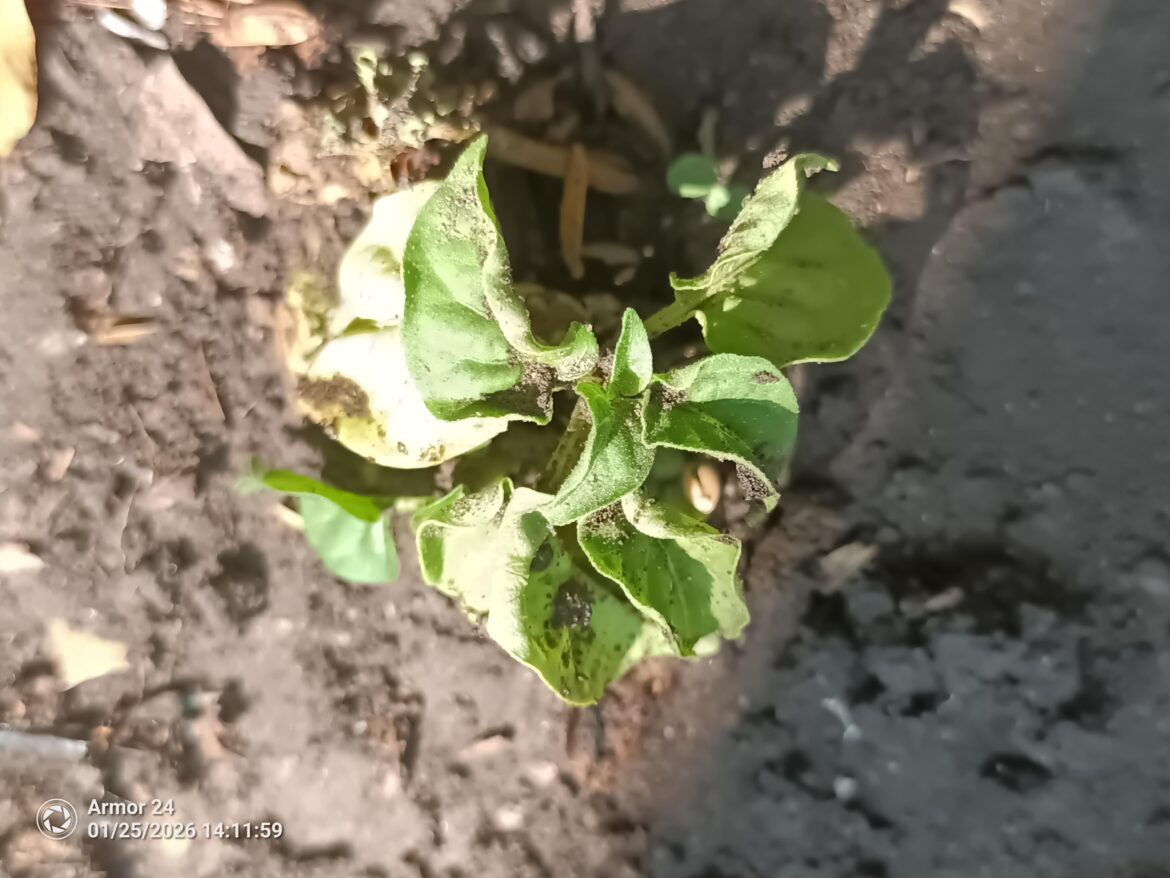 Does my tiny carolina reaper needs a full sun? looks wilt