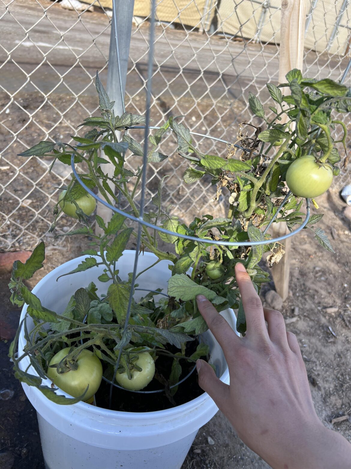 First year growing tomatoes. Planted last March and harvested once… now it decided to come back in the middle of winter