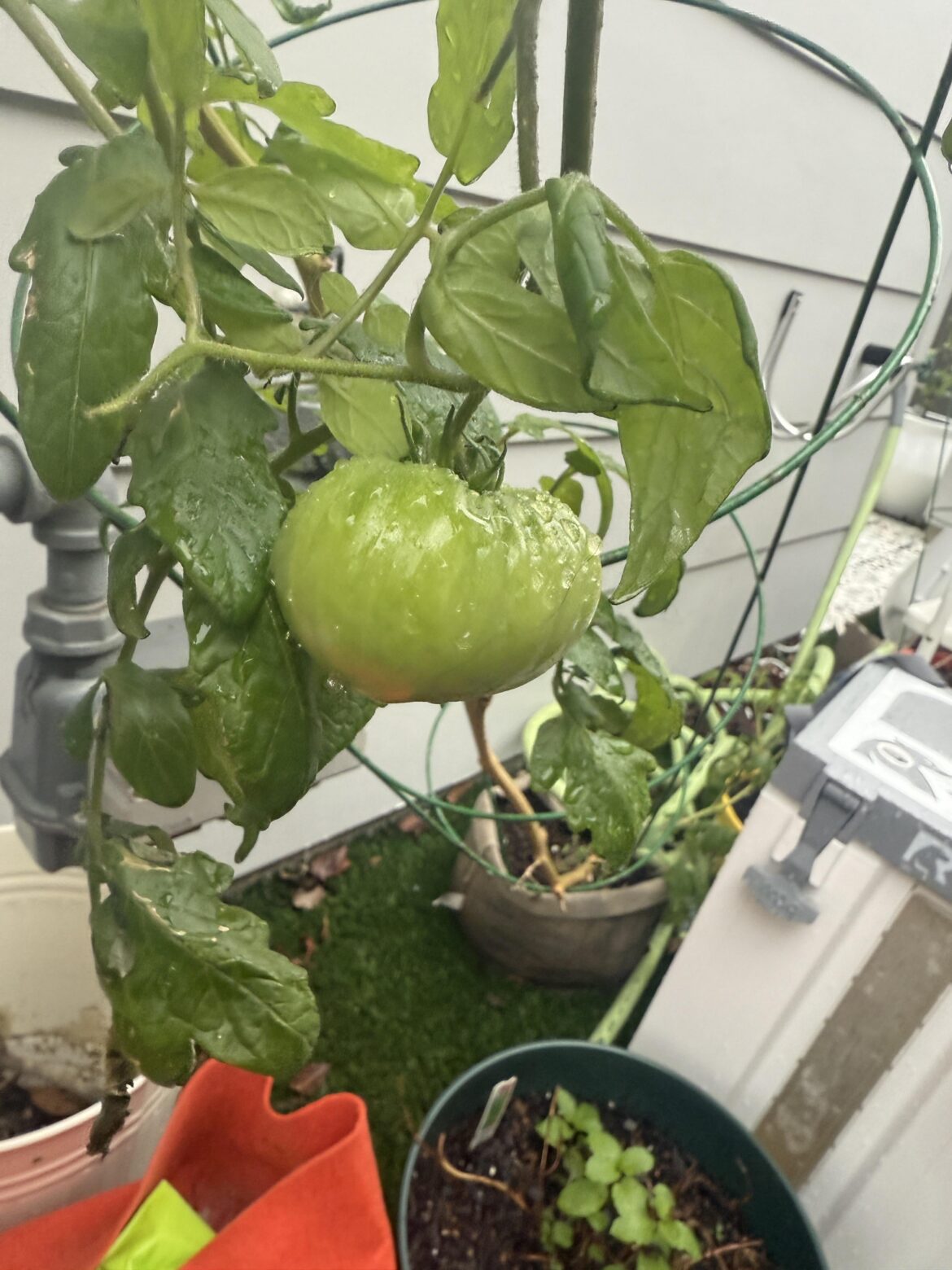 found a rogue little guy