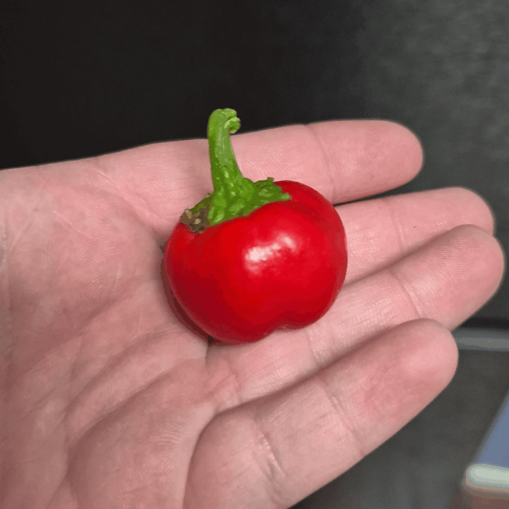 Dad tried growing capsicums