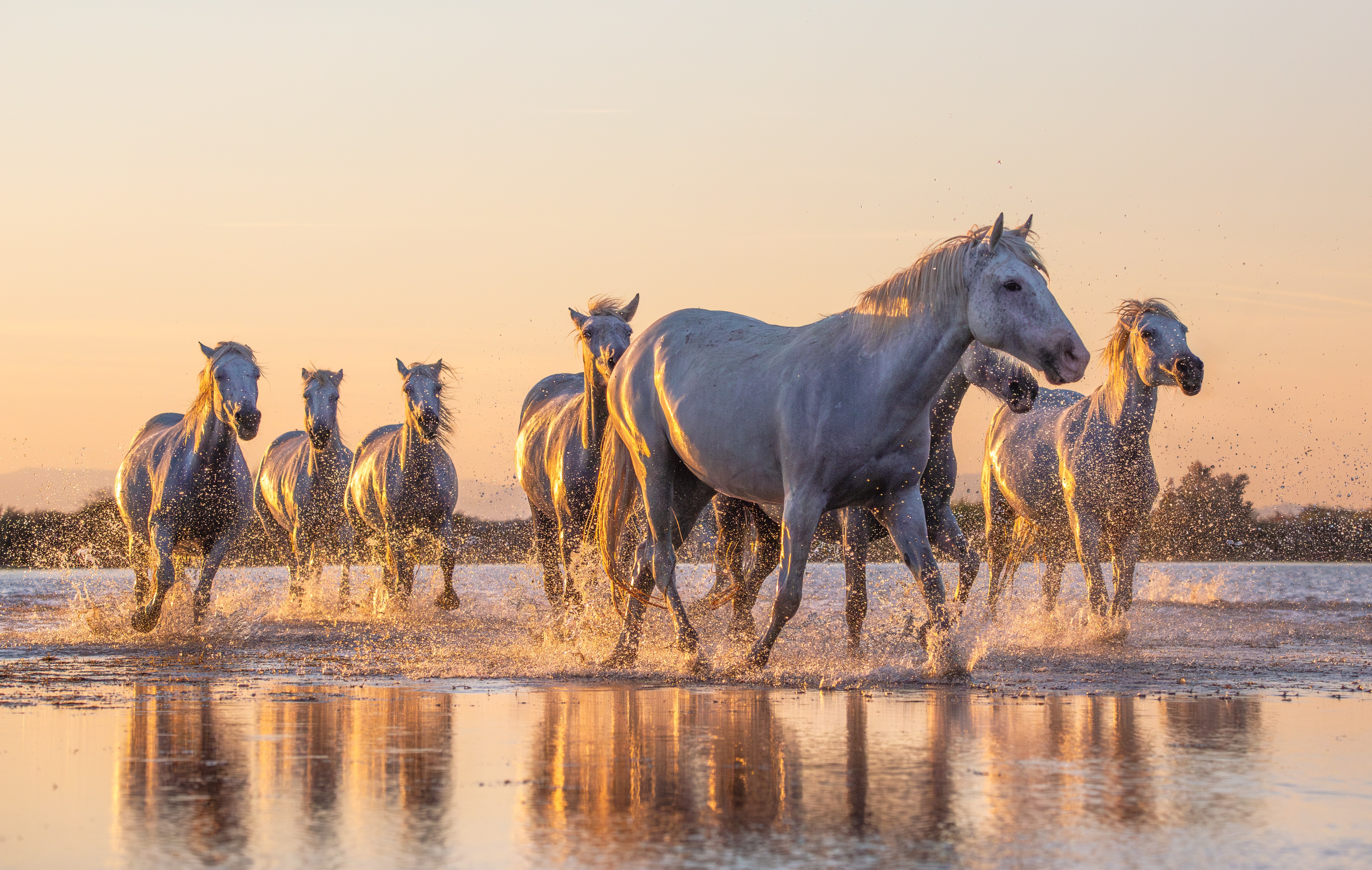 Wild white horses running through water at sunset.
