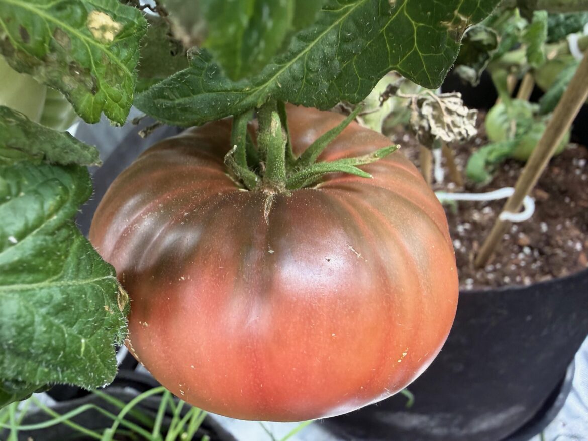 First Grow Tent Tomato