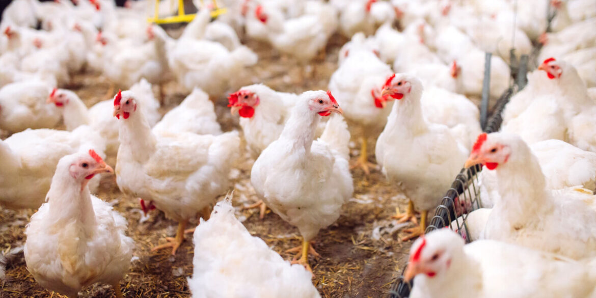 Growing epidemic affects food ingredient supply Growing epidemic affects food ingredient supply