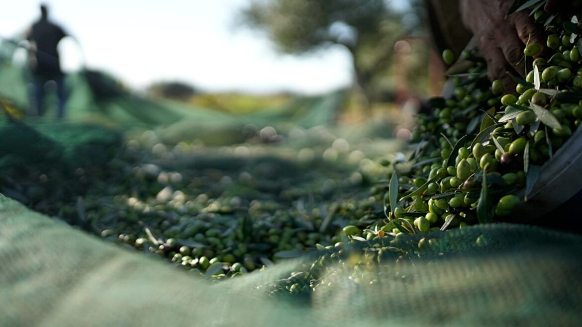 Producers sound the alarm: Why are olive oil prices falling in the EU?