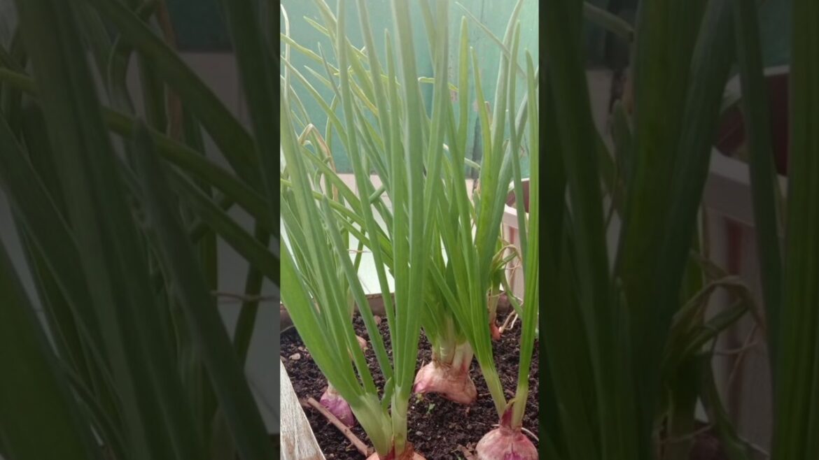 Harvesting Spring Onion at terrace garden #springonion #harvest #easygrow #shortsfeed #plants