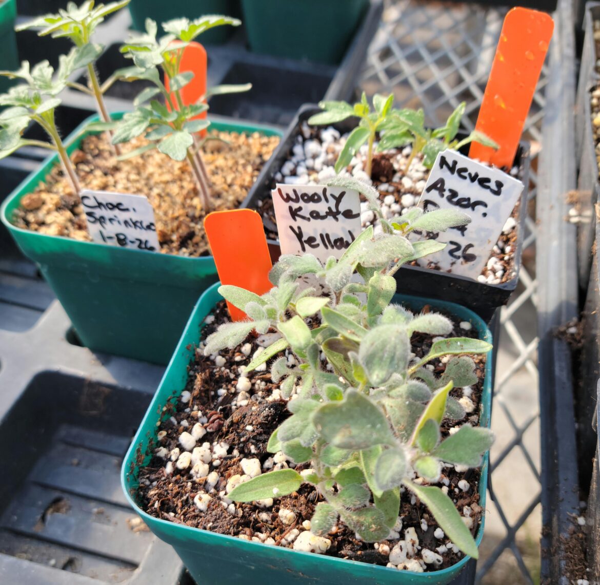 Woolly Kates really are woolly!