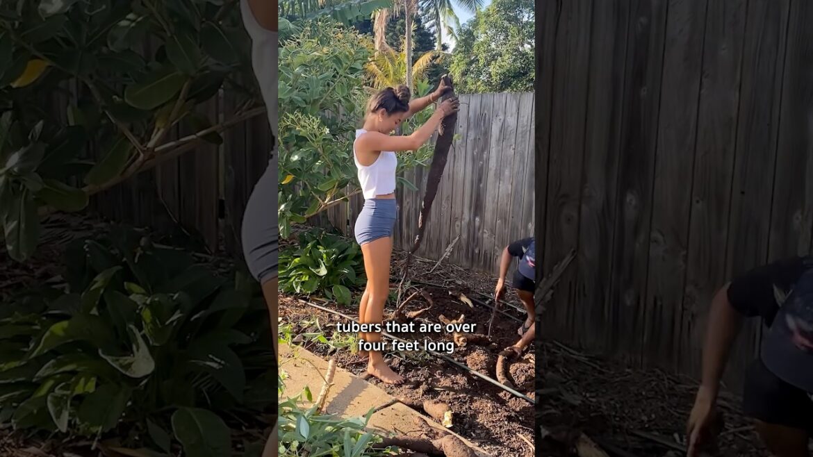 The plant you need to grow!