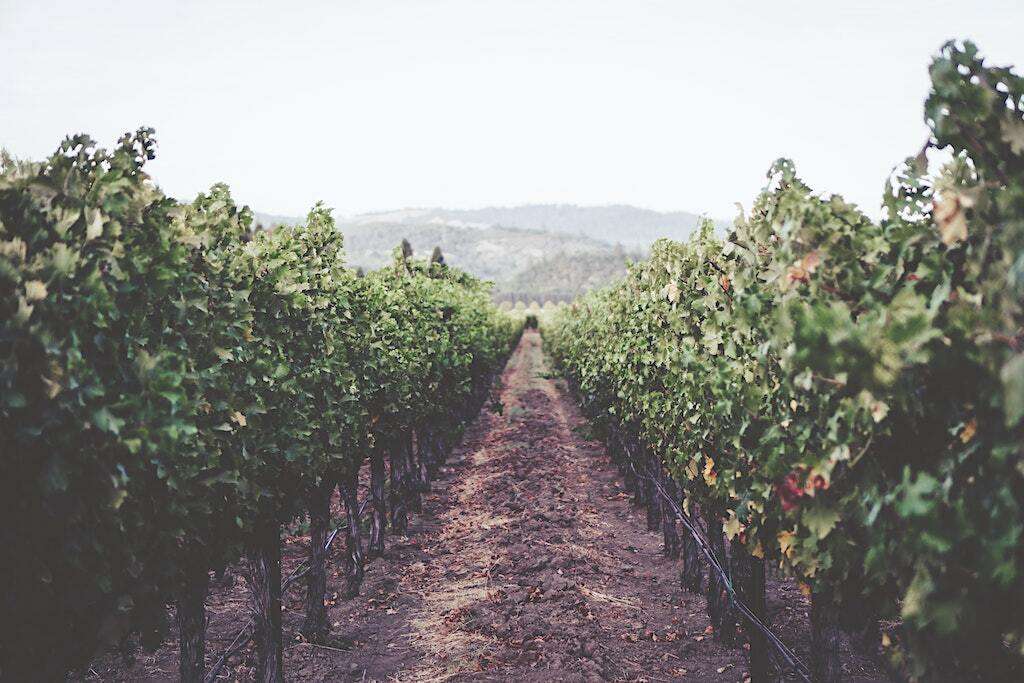 Vineyard.