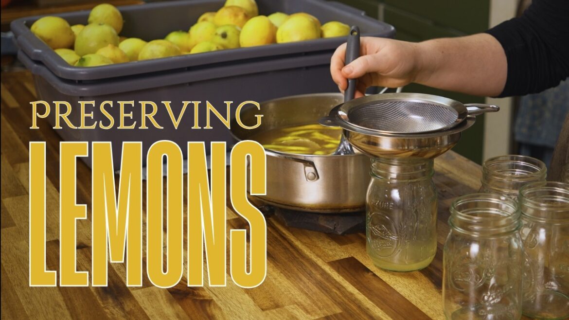 Preserving All the Tasty Lemons! Citrus Season Azure Haul