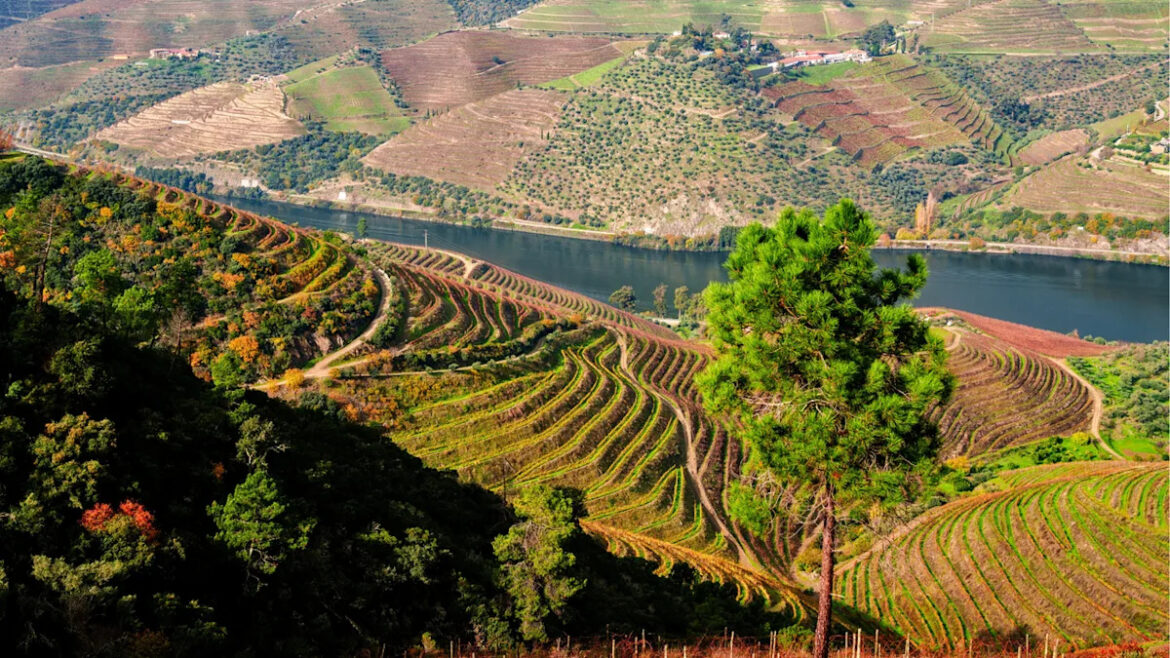 Where to begin with Portuguese wines Yahoo lifestyle home