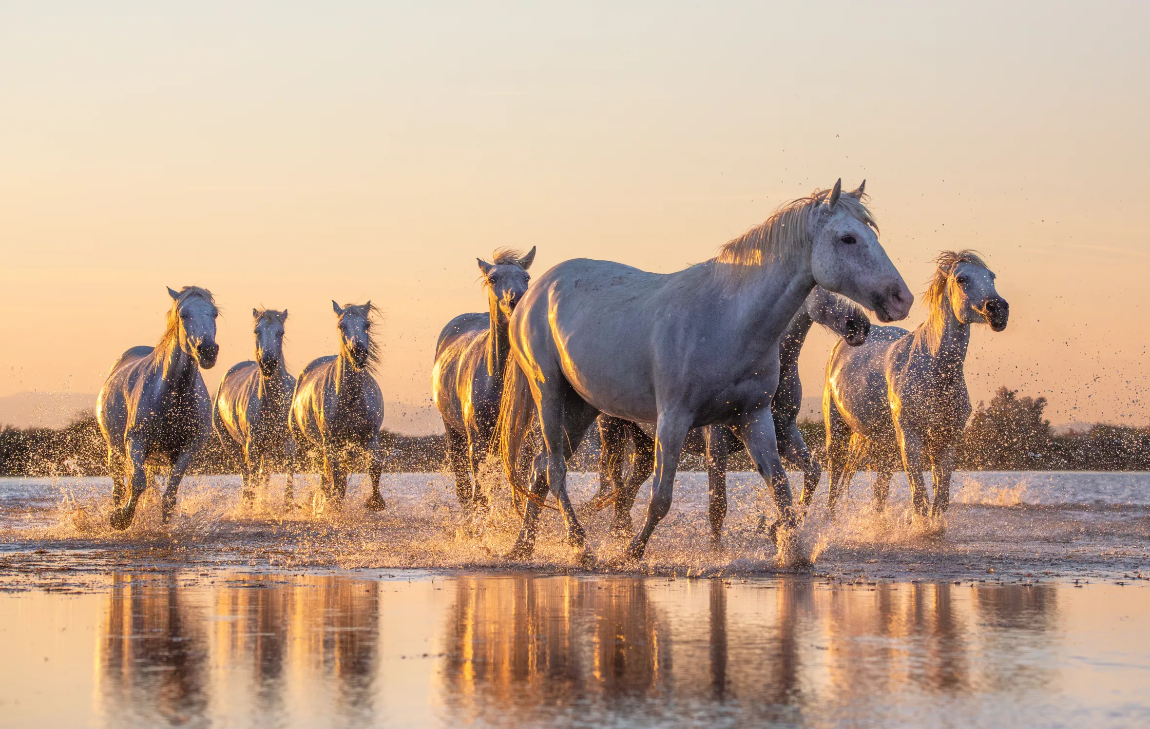 Wild white horses running through water at sunset.