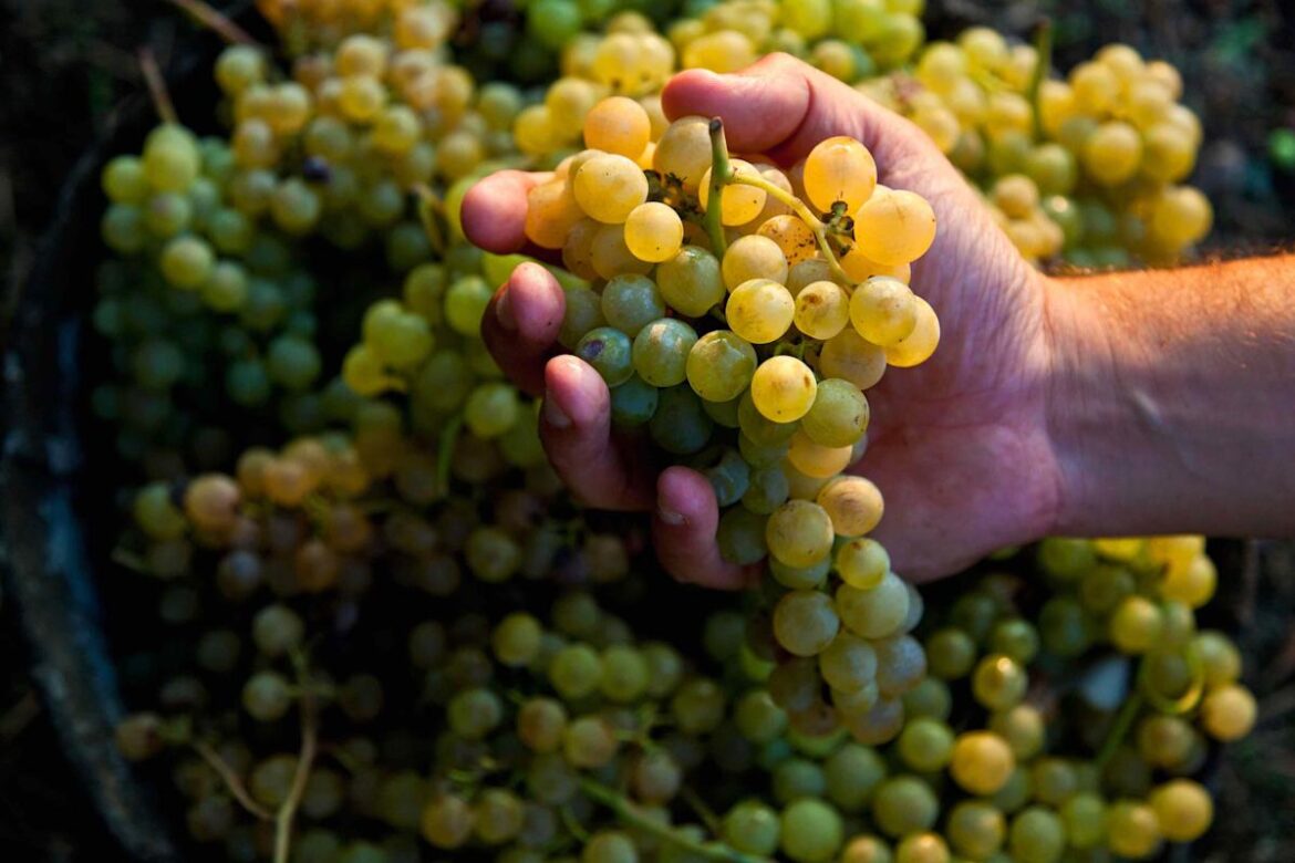 Move Over Pinot Grigio — Campania Is Making Italy’s Most Compelling White Wines Food & Wine