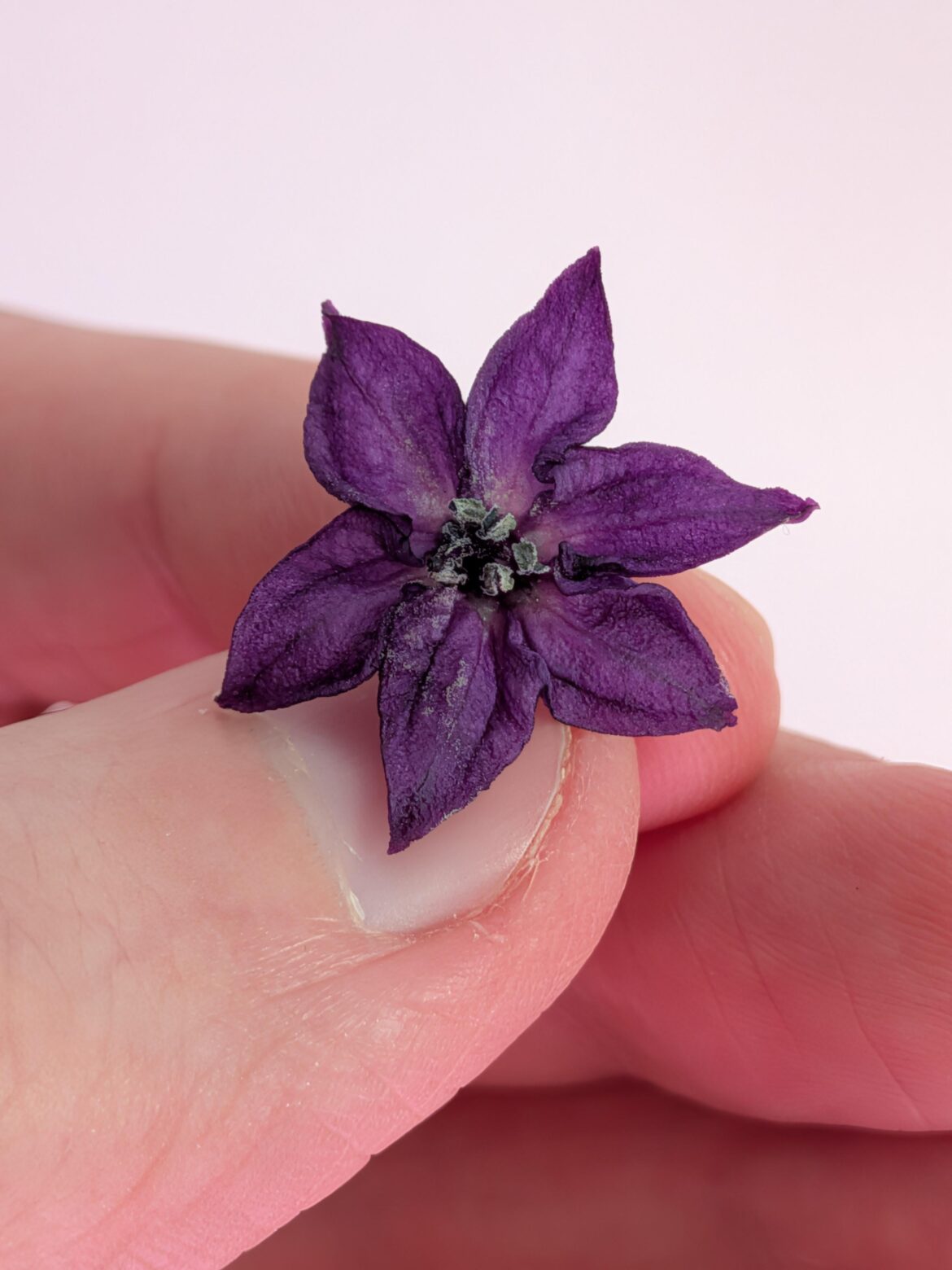 A very nice purple pepper flower