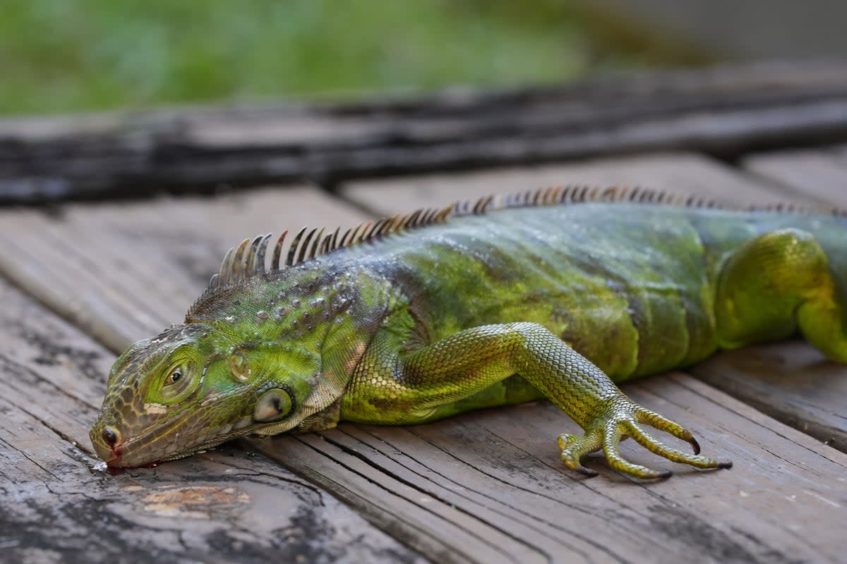 A ‘cold stunned’ iguana lies on a deck in Miami (Copyright 2026 The Associated Press. All rights reserved.)