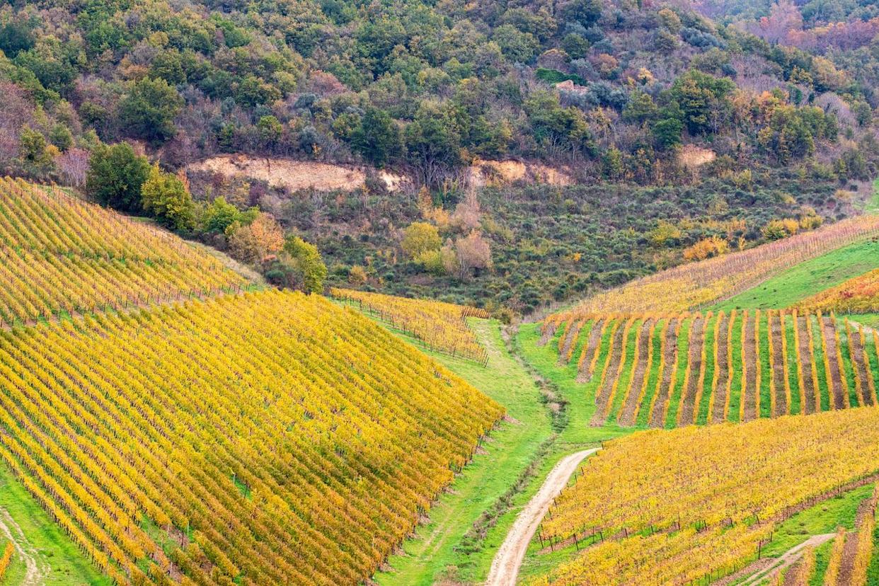Feudi di San Gregorio's Cutizzi Vineyard in the Greco di Tufo production zoneCredit: Photo by Tom Hyland