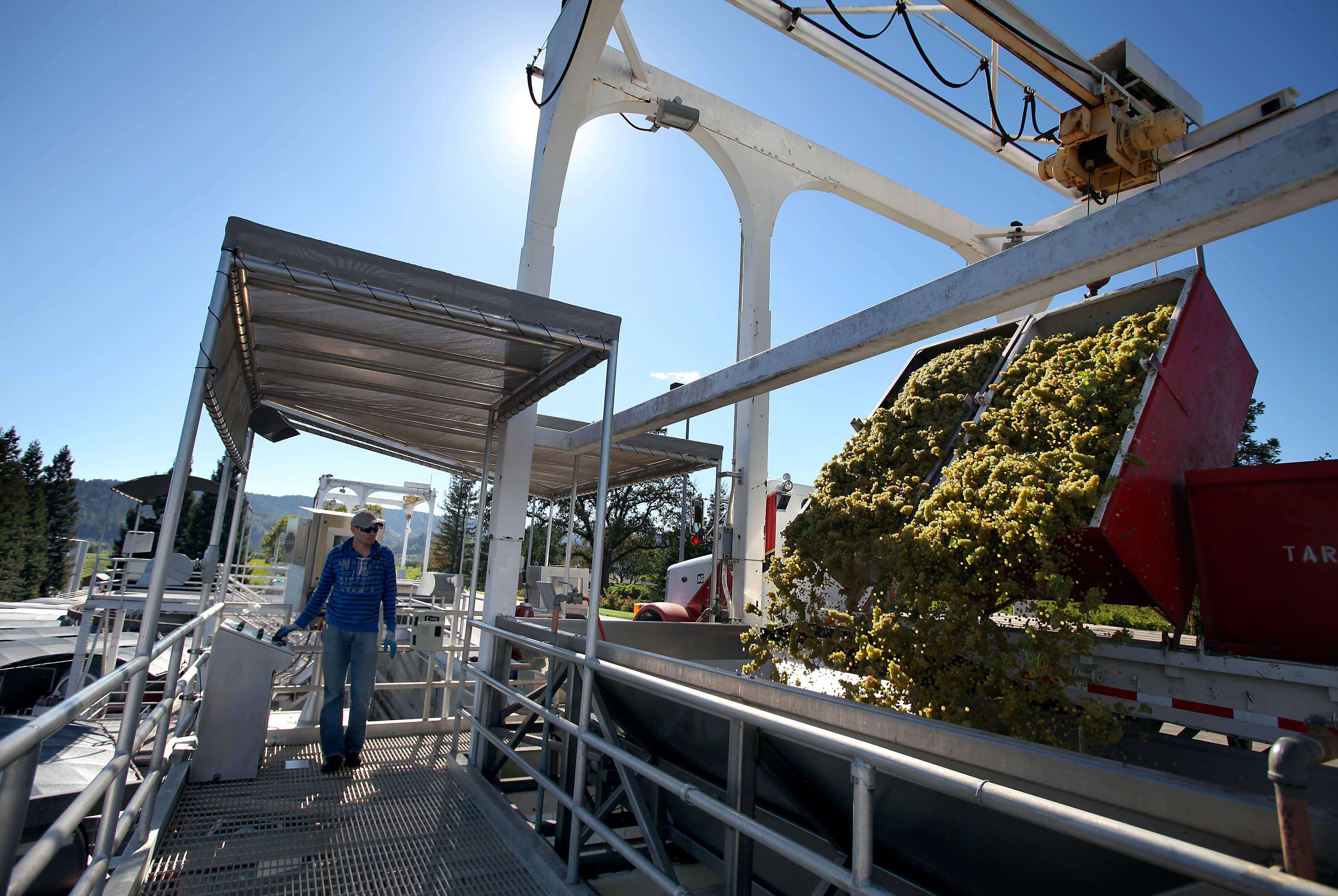 Ignacio Martinez watches Chardonnay grapes unload at Gallo of Sonoma...