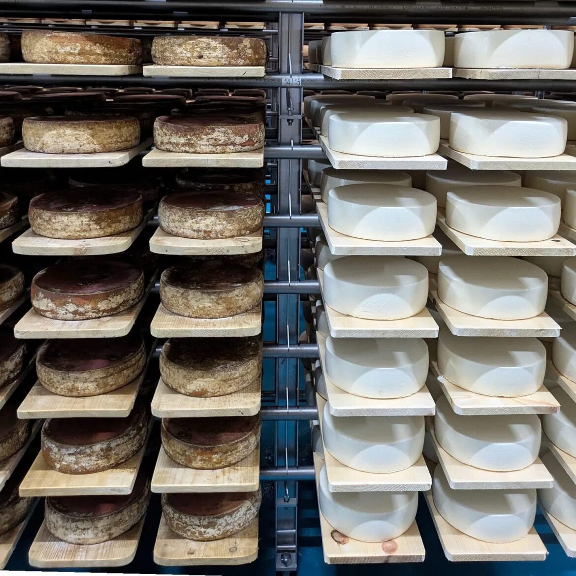 2 years old aged cheese vs 2 days old. From Fromagerie Fritz Kaiser in Noyan, Qc