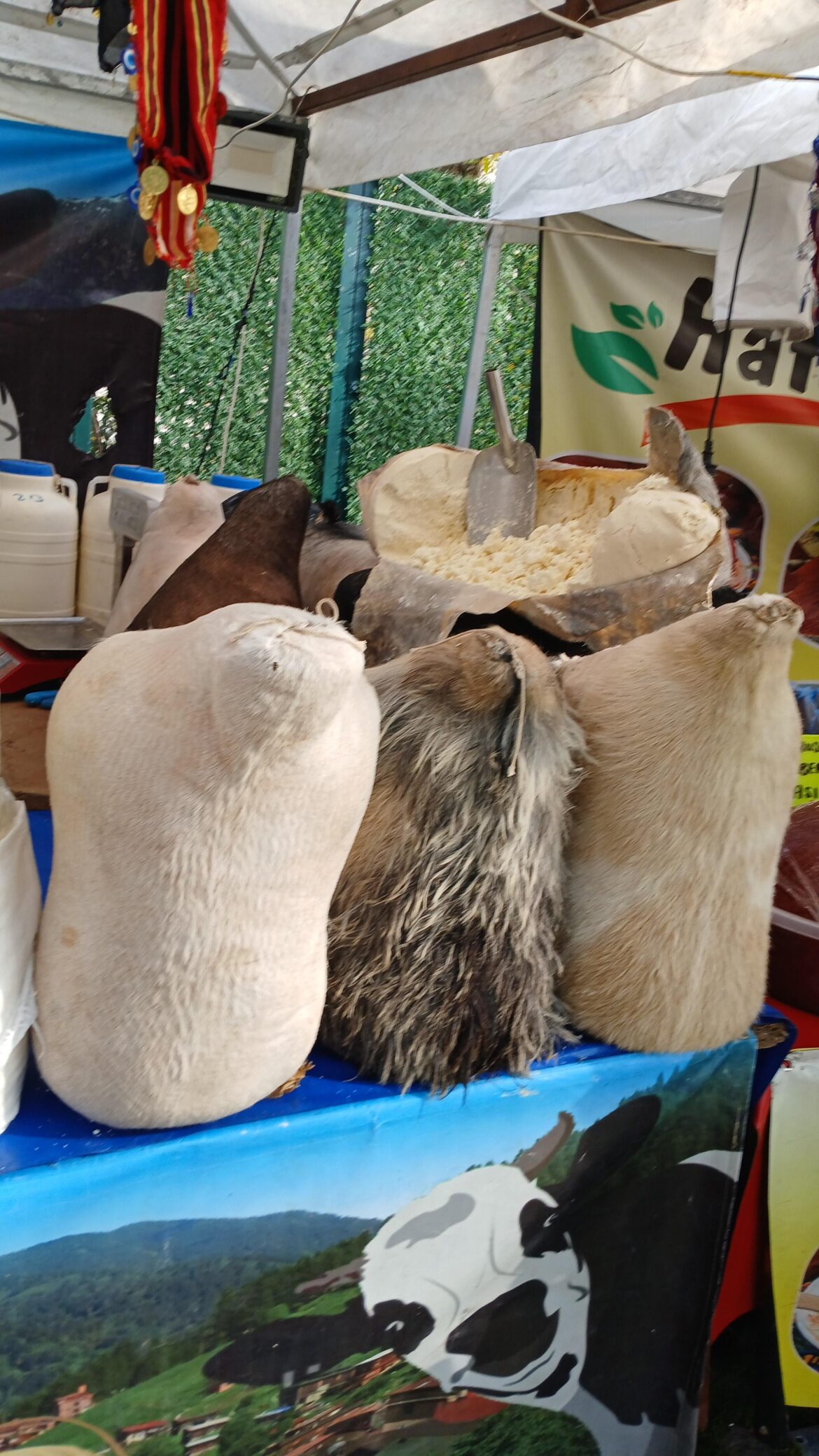 Some of the best tasting cheese is aged in goat hides.