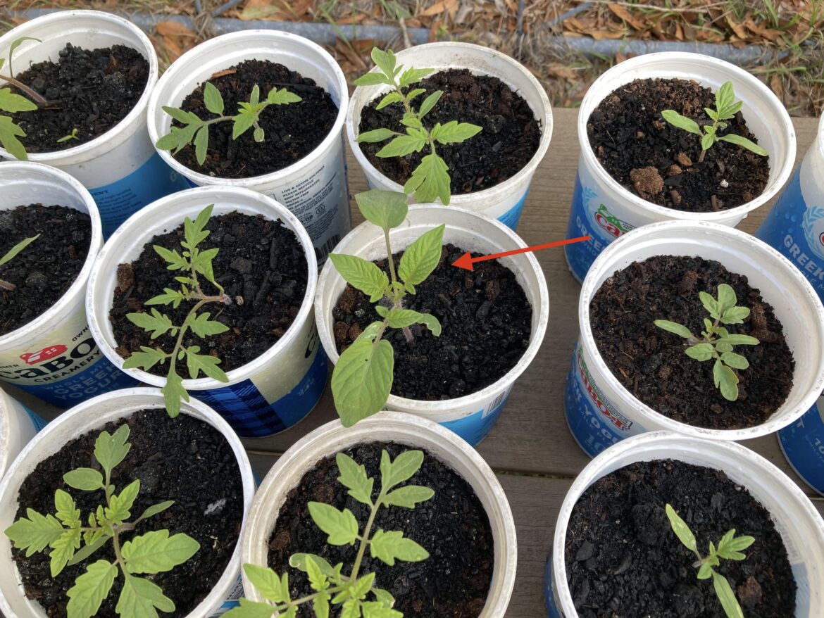 What is happening with that plant ?