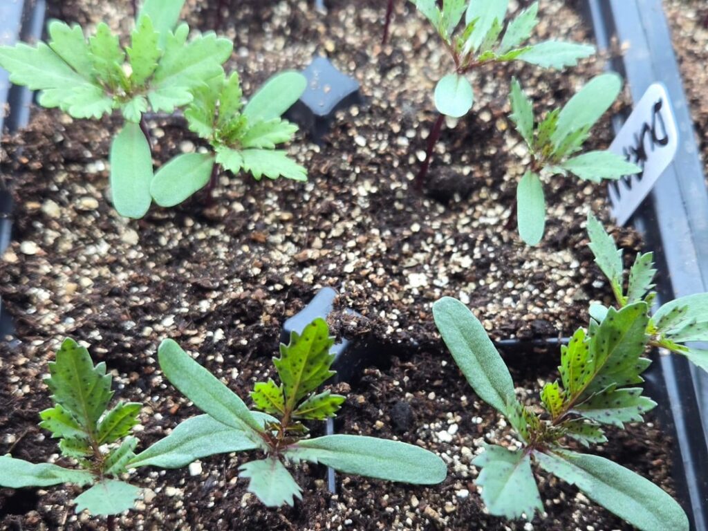 Dark specks on the leaves of marigold seedlings – Should I be worried? Dark specks on the leaves of marigold seedlings – Should I be worried?