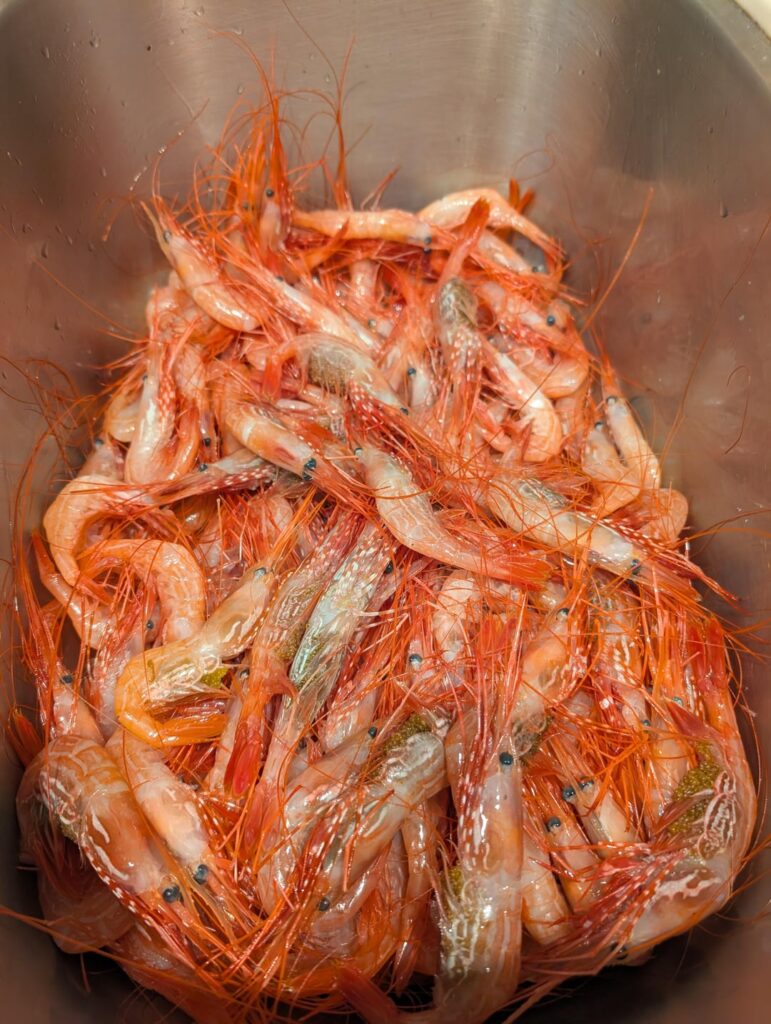 Sidestripe Shrimp, B.C.