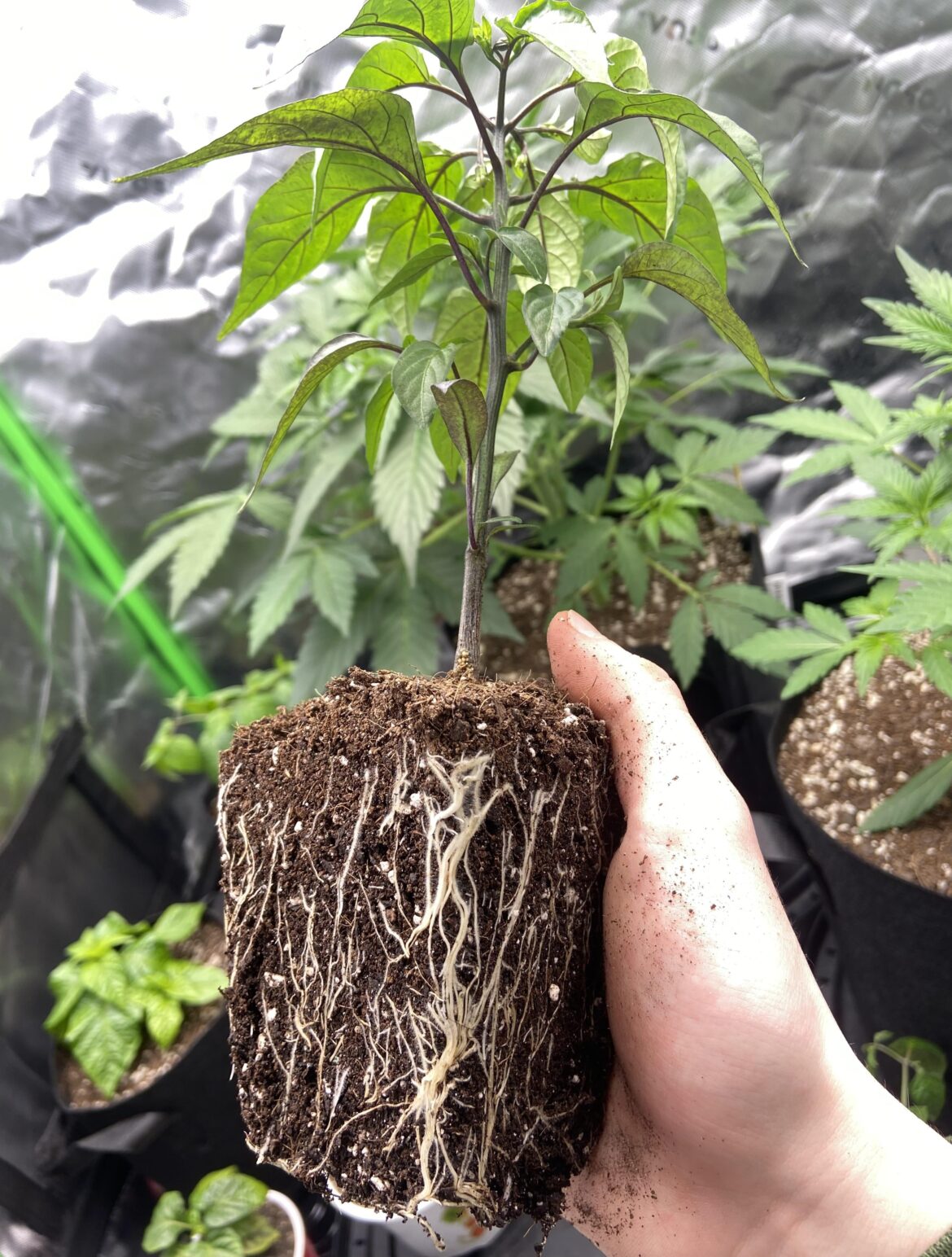 Transplanting day 🌱