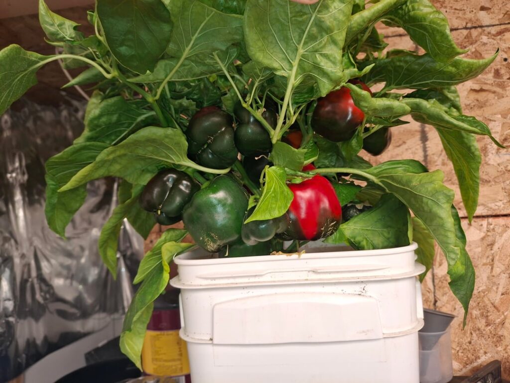 Got around 20 bell peppers on this one plant