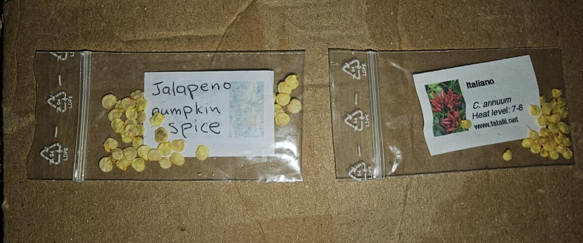 I was sent two different types of pepper seeds by someone. How do I plant them correctly? I don't wanna make any mistakes. They told me to put them in a wet cotton indoors for about 1 week until they grow roots and then plant them in soil. What do you recommend? I'm in Greece if it helps answer