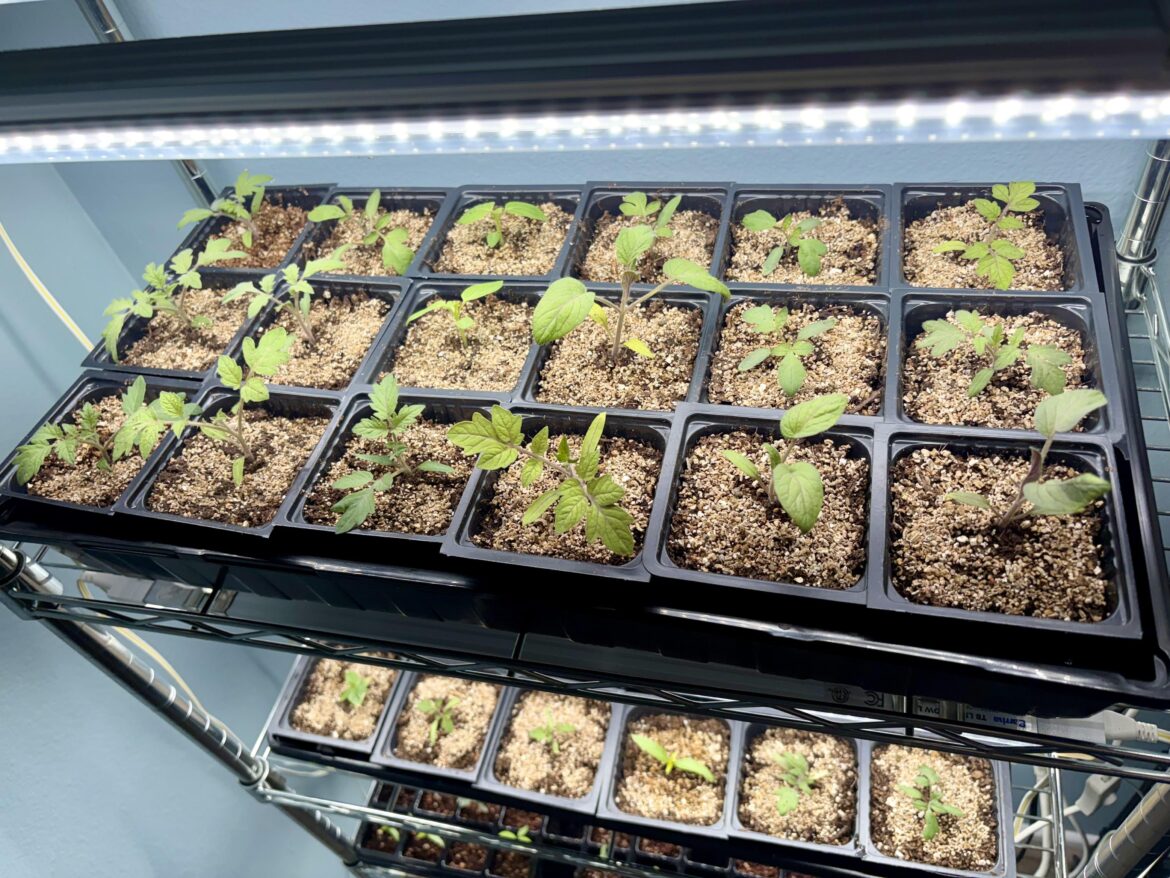 Potting up my first ever batch of tomatoes! 🍅