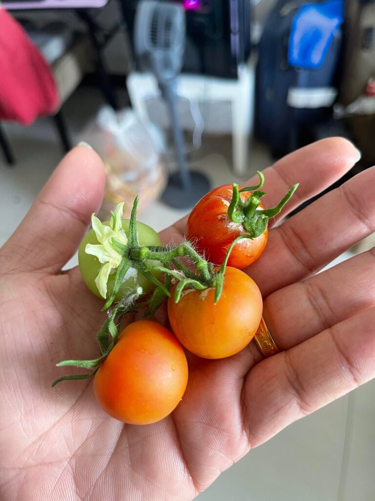 My tomatoes ripens far too early