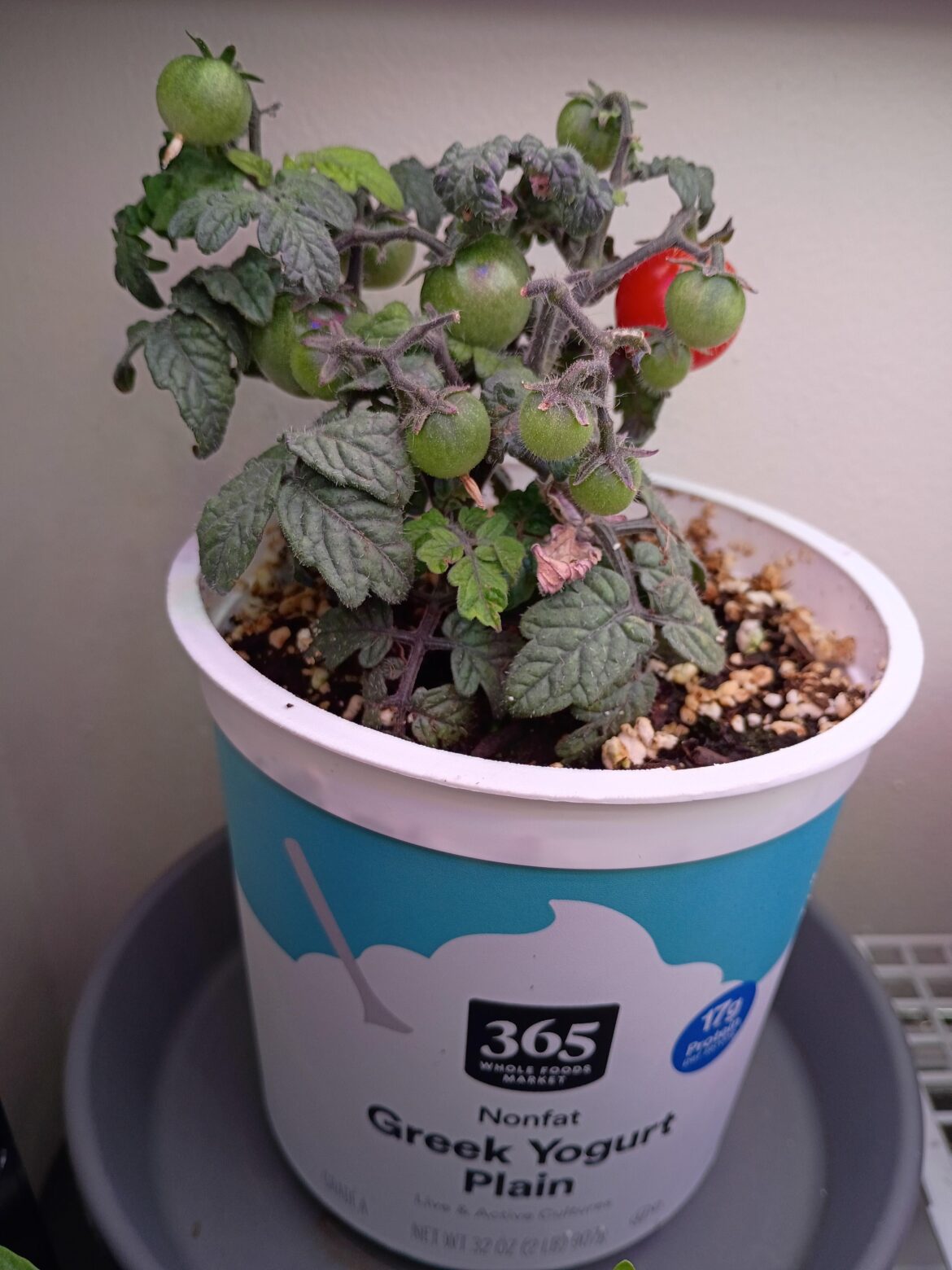 A Tiny Tim plant I grew inside this winter.