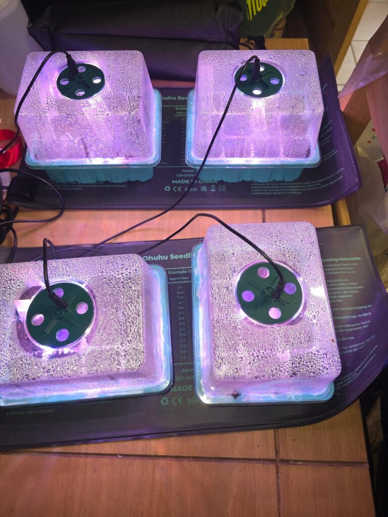 This year's chillis