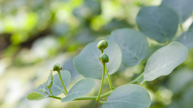Caper plant with buds. Photo © Angelafoto/iStock