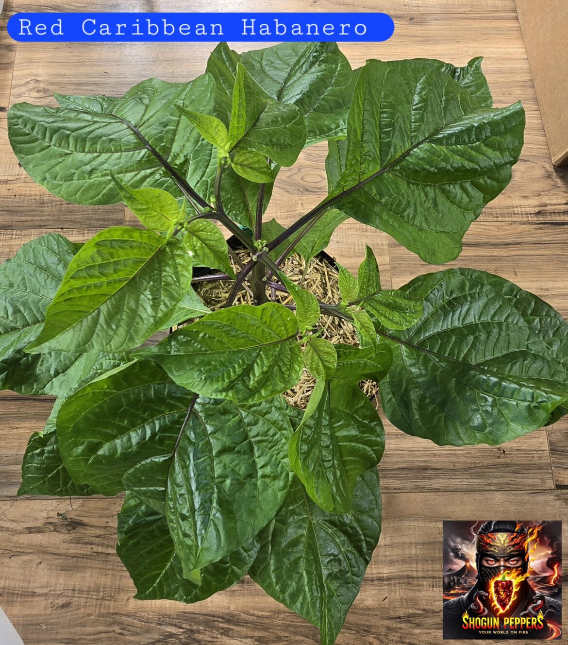 Red Caribbean Habanero