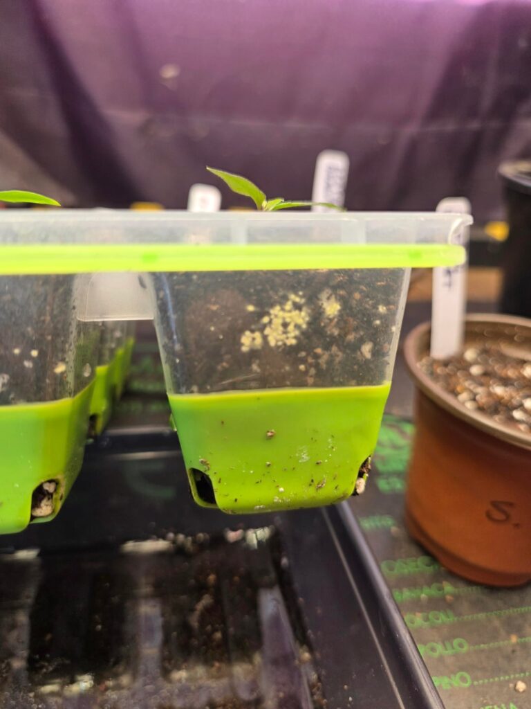 Can someone please tell me what these egg looking things are in my starter cells?!?!