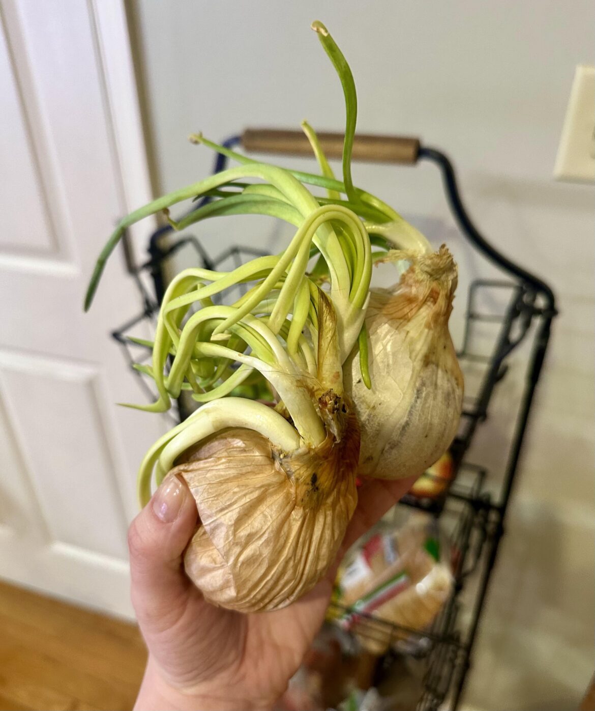 Can I plant these, even if the onion is really squishy?