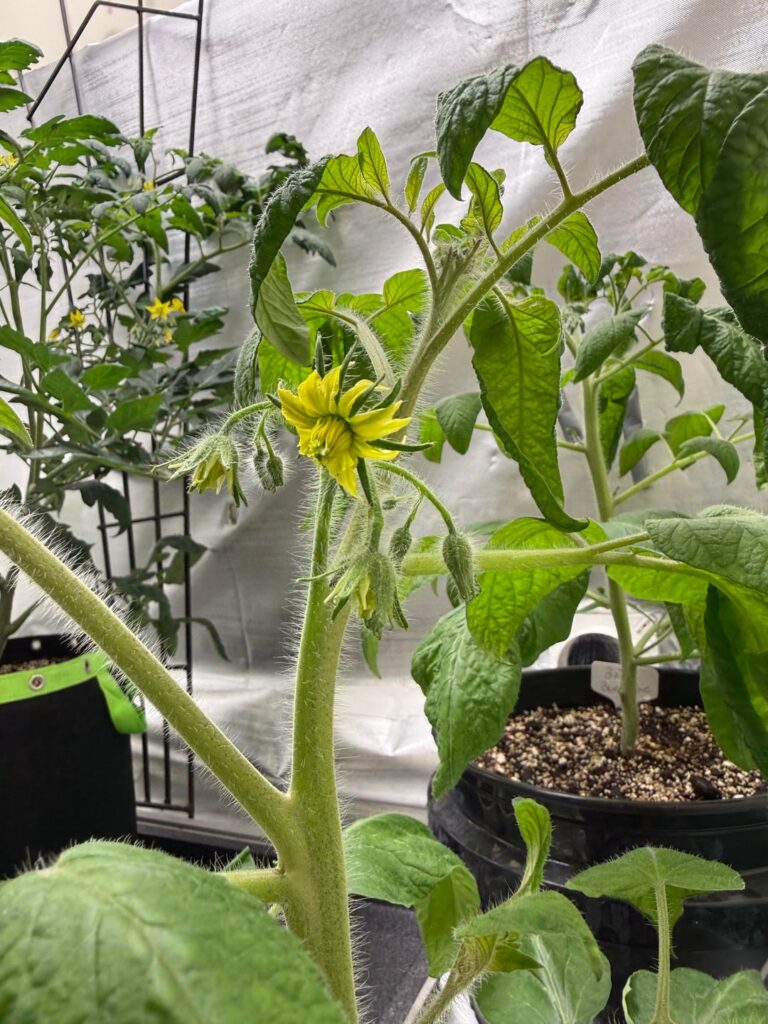 Love how big Brandywine flowers are. ❤️