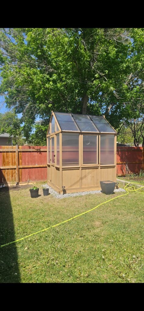 Black Krim vs. Cherokee Purple Black Krim vs. Cherokee Purple